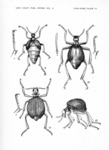 A reclassification of the genera of North America Meloidae (Coleoptera) and a revision of the genera and species formerly placed in the tribe Meloini, found in America north of Mexico, together with descriptions of new species